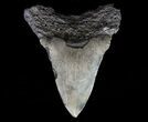 Fossil Megalodon Tooth - Pathological Tooth #65798-1